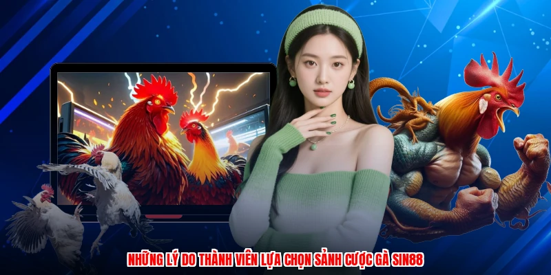Những lý do thành viên lựa chọn sảnh cược gà SIN88