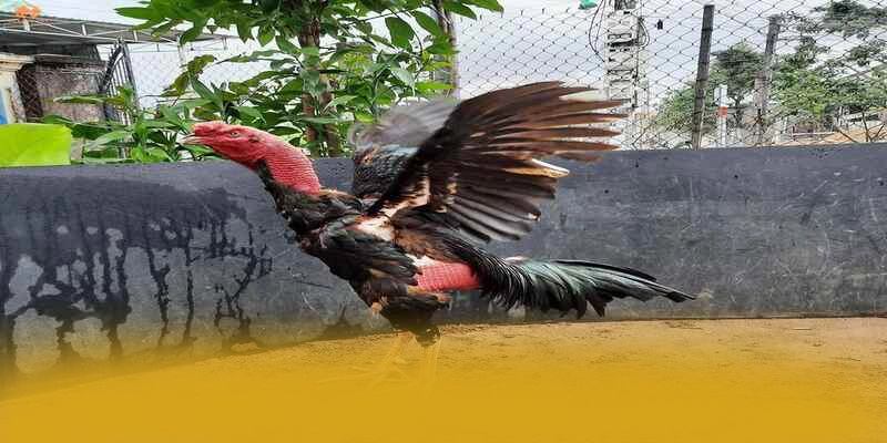 Chương trình thưởng khủng dành cho tất cả người chơi tại W88
